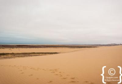 Desert lion Skeleton Coast National Park free-roaming Namibia remote safari photography