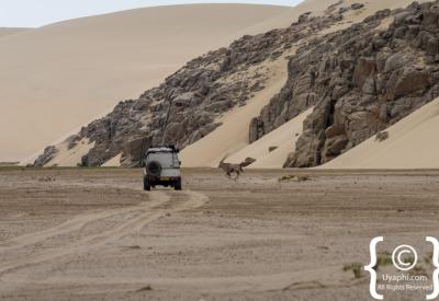 Desert lion Skeleton Coast National Park free-roaming Namibia remote safari photography
