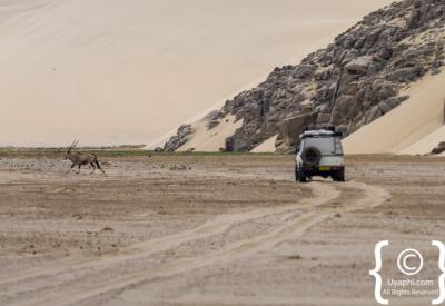Spotted hyena Skeleton Coast National Park Namibia free-roaming remote photography