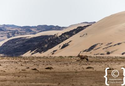 Spotted hyena Skeleton Coast National Park Namibia free-roaming remote photography