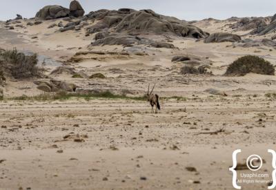 Spotted hyena Skeleton Coast National Park Namibia free-roaming remote photography