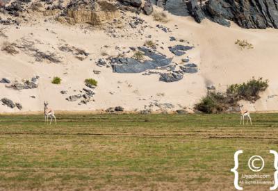 Bleached whale bones Skeleton Coast National Park beach Namibia remote photography
