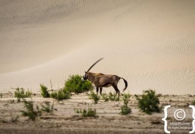 Bleached whale bones Skeleton Coast National Park beach Namibia remote photography
