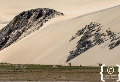 Bleached whale bones Skeleton Coast National Park beach Namibia remote photography