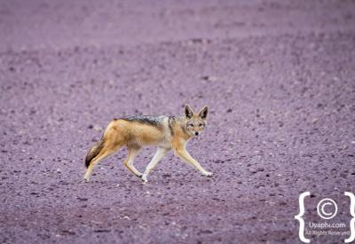 Brown hyena Skeleton Coast National Park Namibia remote specialist safari photography