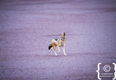 Desert elephant Skeleton Coast National Park Namibia remote photography