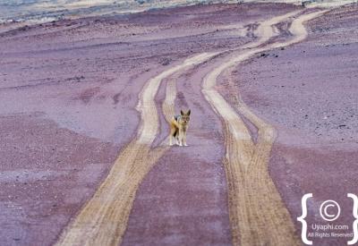 Desert elephant Skeleton Coast National Park Namibia remote photography