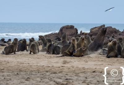 Lichen fields gravel plains Skeleton Coast Namibia Henties Bay remote photography