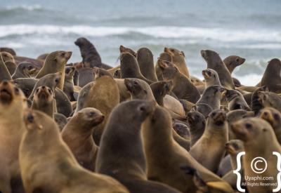 Skeleton Coast spectacular rock formations Atlantic Ocean Namibia remote photography