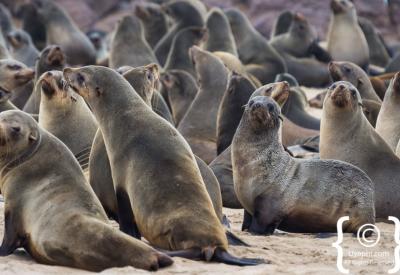Skeleton Coast spectacular rock formations Atlantic Ocean Namibia remote photography