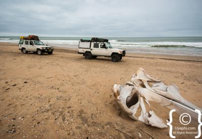 Birdlife Skeleton Coast National Park Atlantic Ocean Namibia remote photography