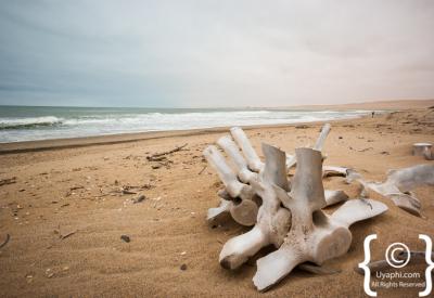 Birdlife Skeleton Coast National Park Atlantic Ocean Namibia remote photography
