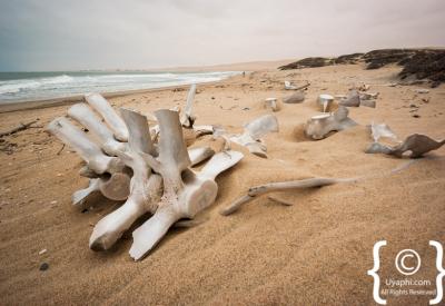 Birdlife Skeleton Coast National Park Atlantic Ocean Namibia remote photography