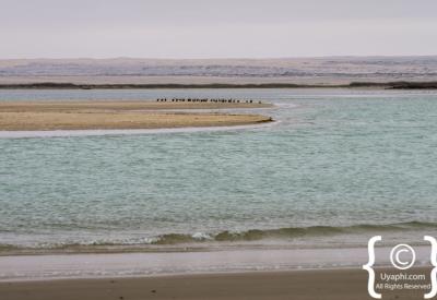 Birdlife Skeleton Coast National Park Atlantic Ocean Namibia remote photography