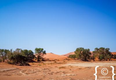 Oryx gemsbok Sossusvlei orange sand dunes Namib Desert Namibia wildlife photography