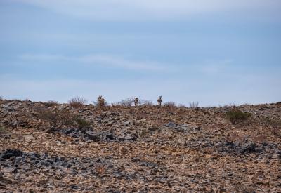 Torra Conservancy remote desert wilderness no roads 3500km² Damaraland Namibia photography