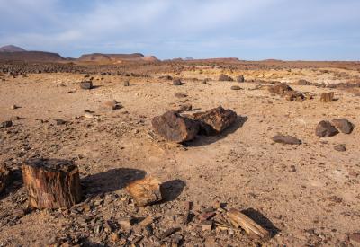Giraffe Torra Conservancy desert Damaraland Namibia remote wildlife photography