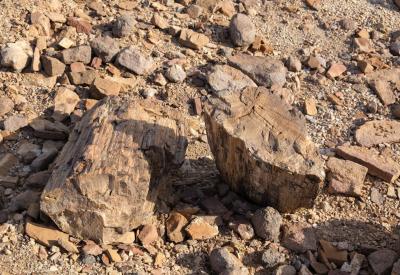 Springbok gravel plains Torra Conservancy Damaraland Namibia remote photography