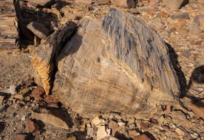 Springbok gravel plains Torra Conservancy Damaraland Namibia remote photography