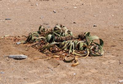Torra Conservancy remote desert wilderness no roads 3500km² Damaraland Namibia photography