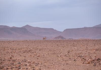 Torra Conservancy dry watercourse desert vegetation Damaraland Namibia remote photography