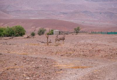 Torra Conservancy dry watercourse desert vegetation Damaraland Namibia remote photography