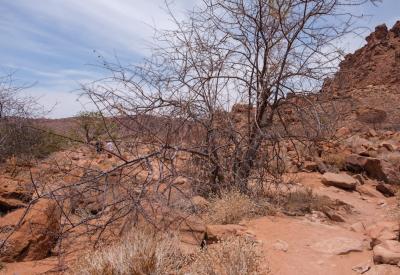 Twyfelfontein rock engravings animal carvings 2000 years old Damaraland Namibia UNESCO