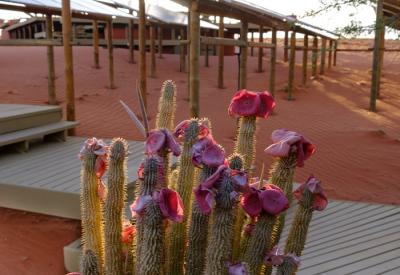Wolwedans Dunes Lodge tented suite NamibRand Nature Reserve Namib Desert Namibia