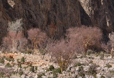 BullsPort Rock Arch Photos