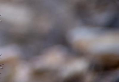 BullsPort Rock Arch Photos