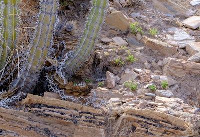 BullsPort Rock Arch Photos