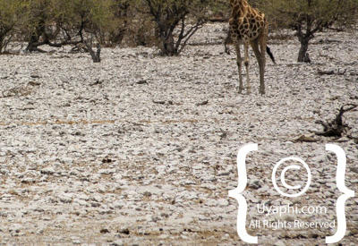 Etosha Photos