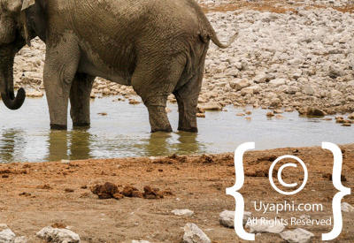 Etosha Photos