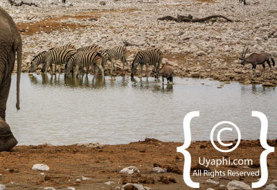 Etosha Photos