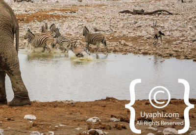 Etosha Photos