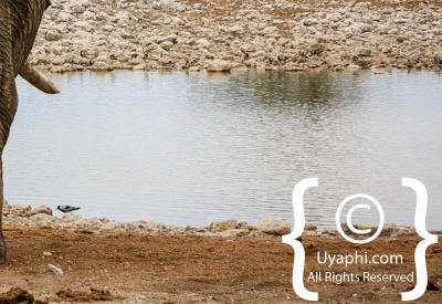 Etosha Photos