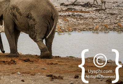 Etosha Photos