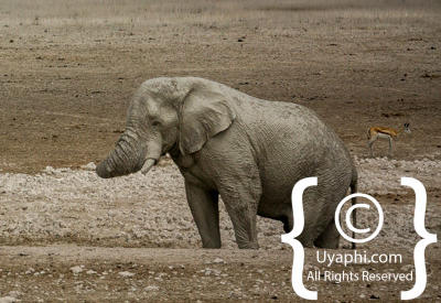 Etosha Photos