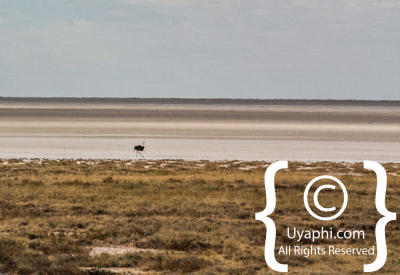 Etosha Photos