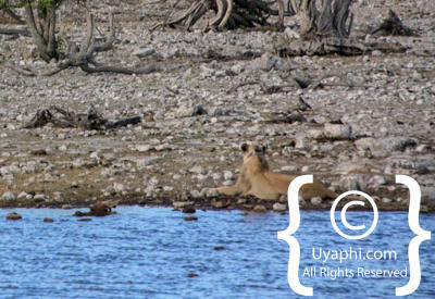 Images Of Etosha