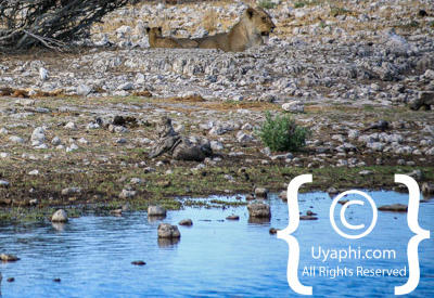 Images Of Etosha