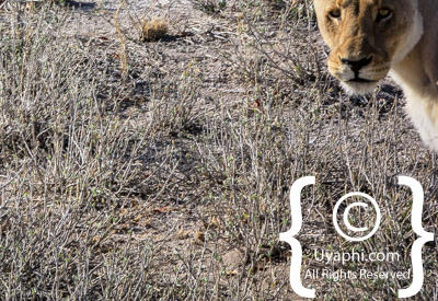 Images Of Etosha