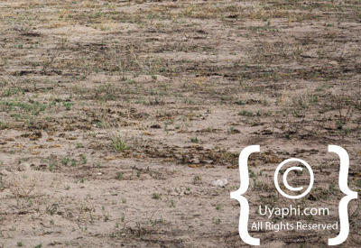 Images Of Etosha