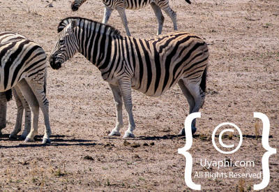 Images Of Etosha