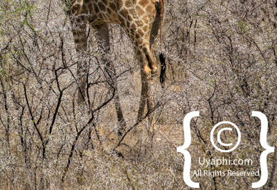 Images Of Etosha