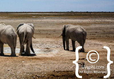 Images Of Etosha