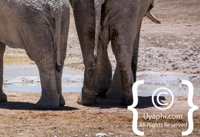 Images Of Etosha