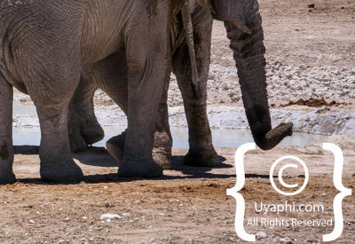 Images Of Etosha