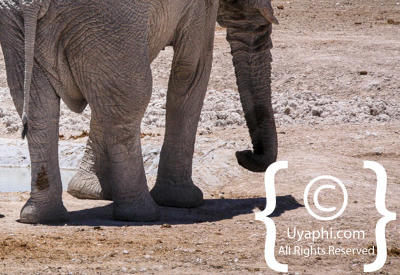 Images Of Etosha