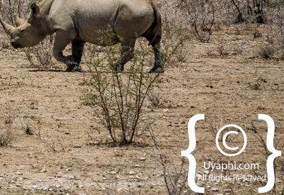 Images Of Etosha